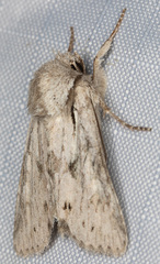 Egira crucialis