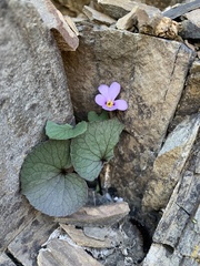 Viola flettii