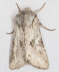 Egira crucialis