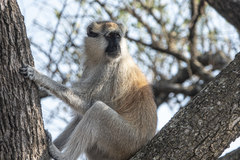 Erythrocebus baumstarki