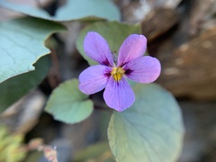 Viola flettii