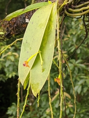 Phalaenopsis difformis