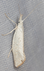 Euceratia castella