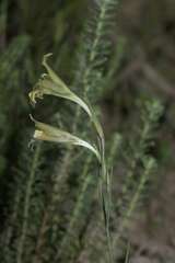 Gladiolus recurvus