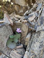 Viola flettii