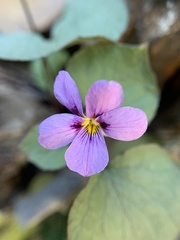 Viola flettii