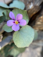 Viola flettii