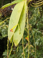 Phalaenopsis difformis