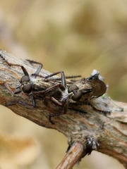 Tolmerus atricapillus