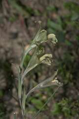 Gladiolus recurvus