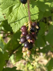 Ribes hudsonianum petiolare