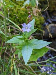 Epilobium alsinifolium