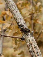 Tolmerus atricapillus