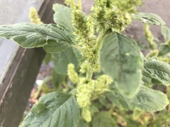 Amaranthus retroflexus