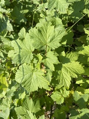 Ribes hudsonianum petiolare