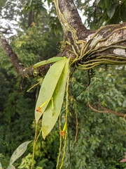 Phalaenopsis difformis