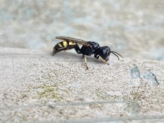 Ectemnius lapidarius