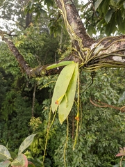 Phalaenopsis difformis