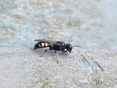 Ectemnius lapidarius