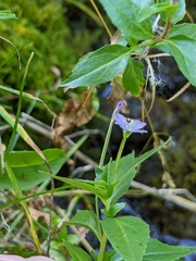 Epilobium alsinifolium