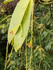 Phalaenopsis difformis