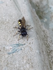 Ectemnius lapidarius