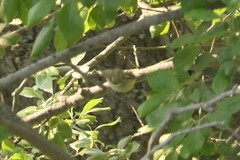 Phylloscopus nitidus