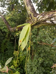 Phalaenopsis difformis