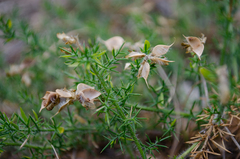 Genista hispanica hispanica