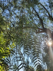 Schinus molle