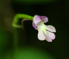Cynorkis kirkii