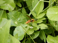 Polistes jokahamae