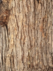 Schinus molle