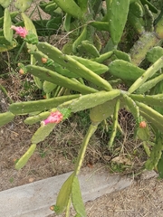 Opuntia cochenillifera