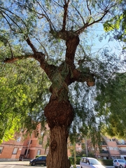 Schinus molle