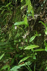 Cynorkis kirkii