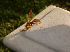 Polistes jokahamae