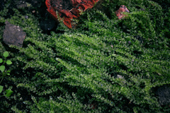 Plagiomnium cuspidatum