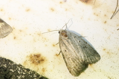 Athetis gluteosa