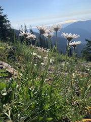 Erigeron flettii