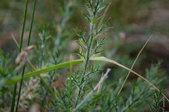 Genista hispanica hispanica