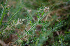 Genista hispanica hispanica