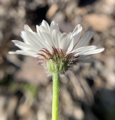 Erigeron flettii
