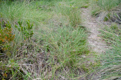 Genista hispanica hispanica
