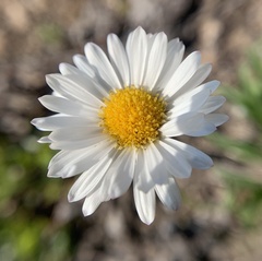 Erigeron flettii
