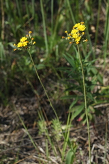 Pilosella densiflora