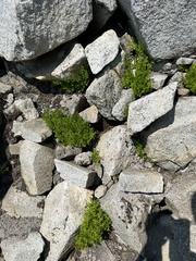 Cryptogramma cascadensis image