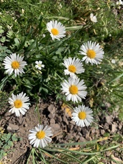 Erigeron flettii