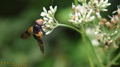 Volucella nigricans