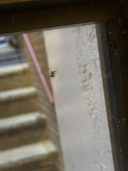Steatoda triangulosa